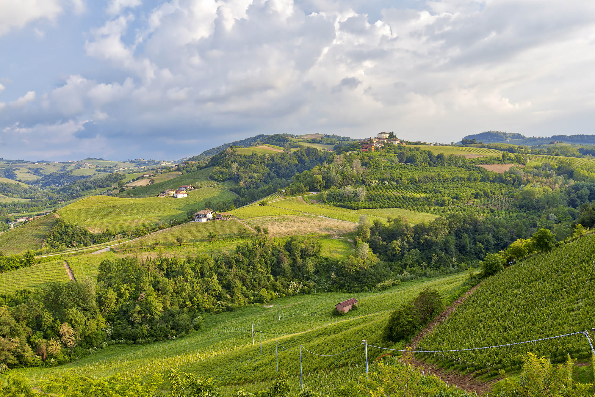 Vineyards springtime panorama. Color image